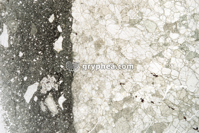 Péridotite LPNA x2,5 - gryphea.com